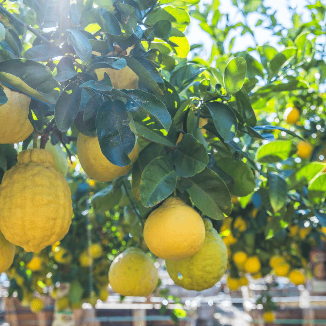 Ponderosa Lemons on Tree