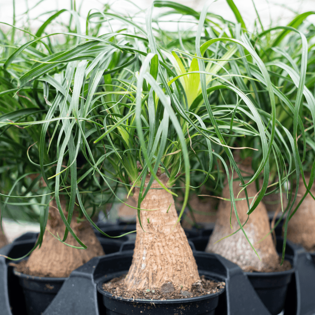 Potted Ponytail Palm Indoor