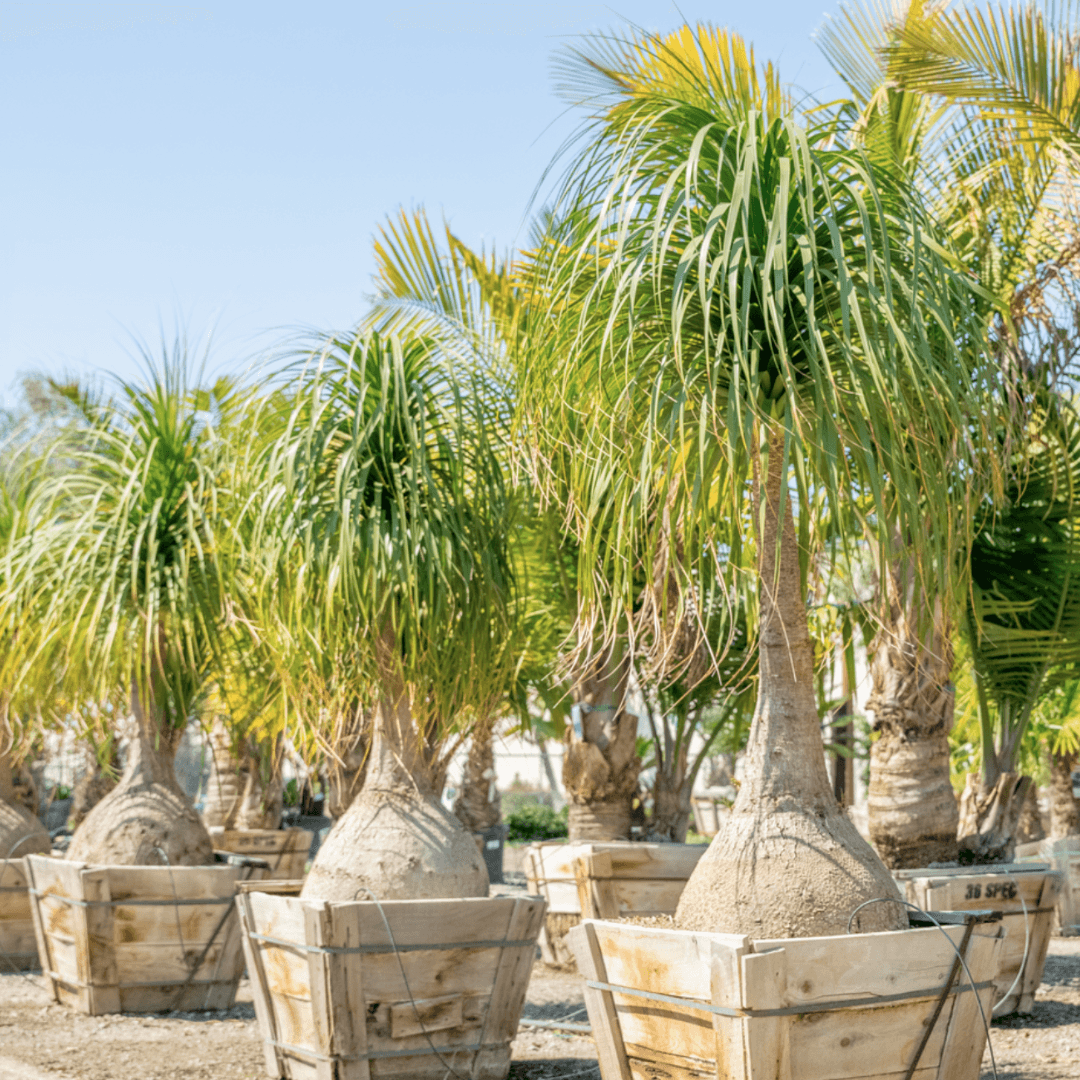 Mature Ponytail Palm