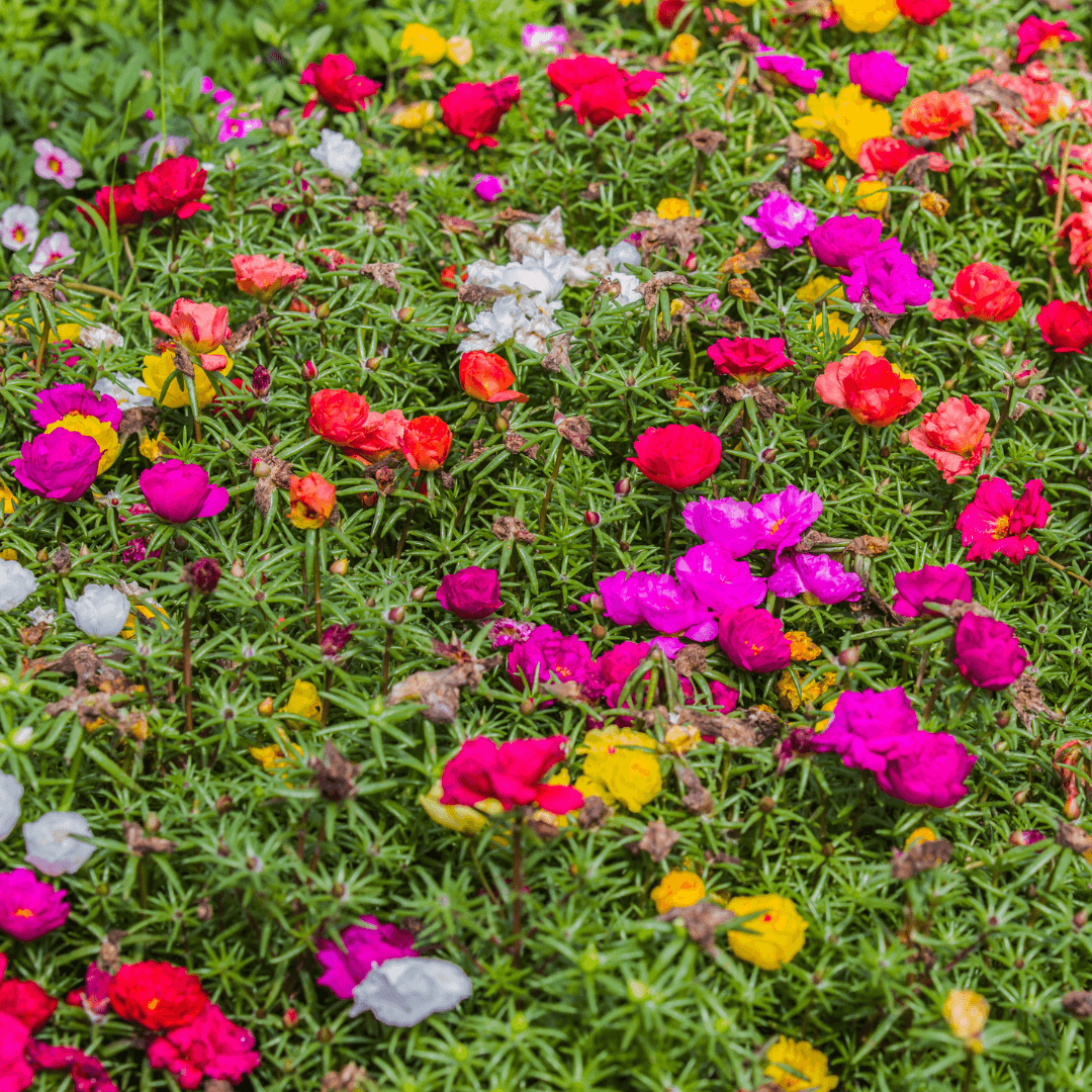 Assorted Blooming Portulaca Blooms
