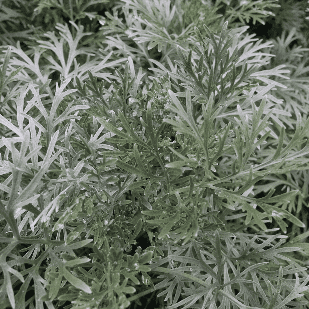 Dense Powis Castle Artemisia Plant