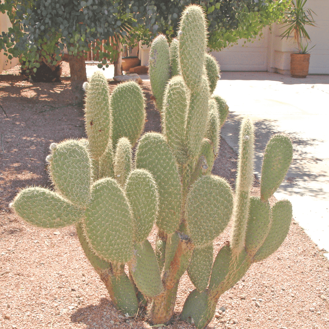 Mature Prickly Pear Cactus Planted