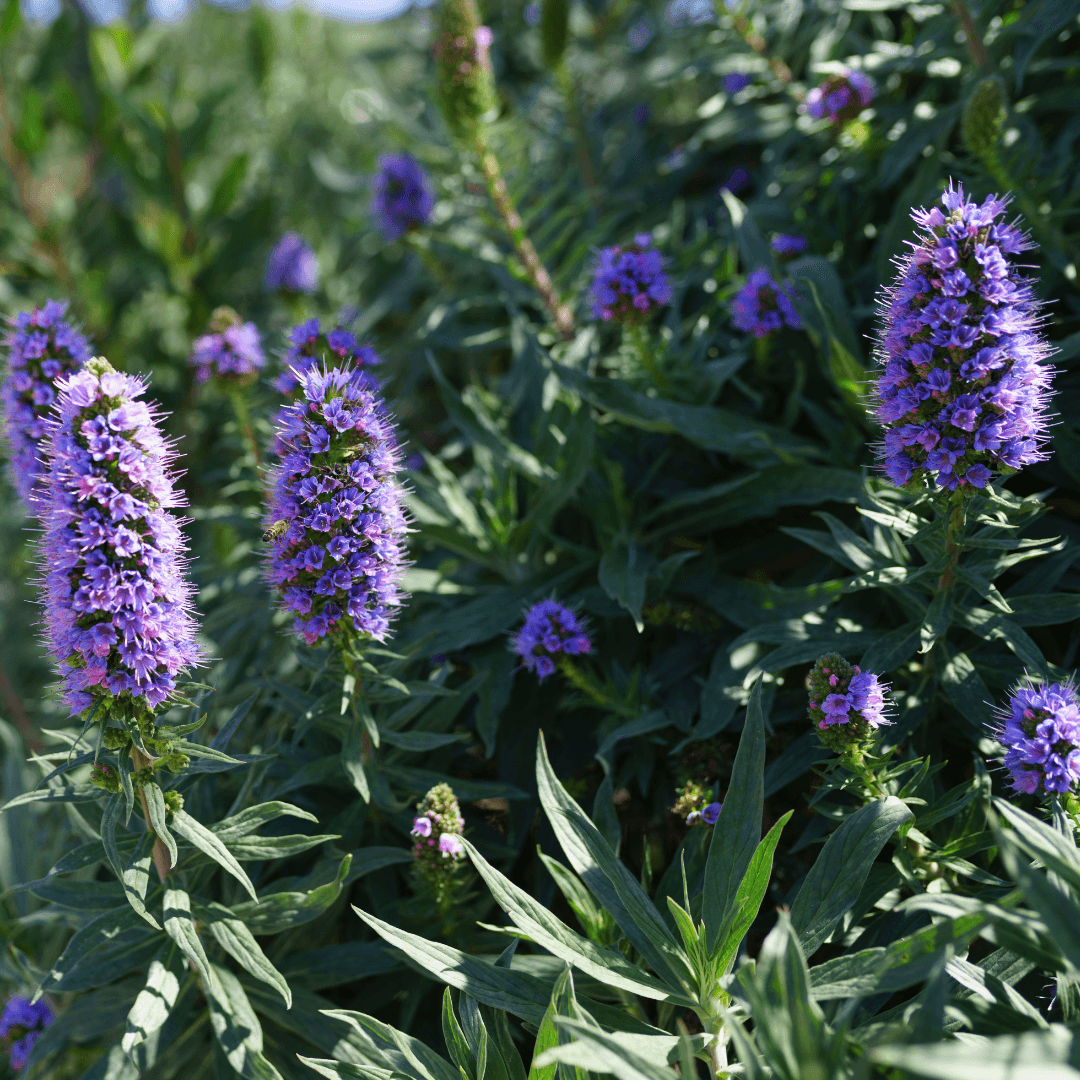 Beautiful Flowering Pride of Madeira Plant
