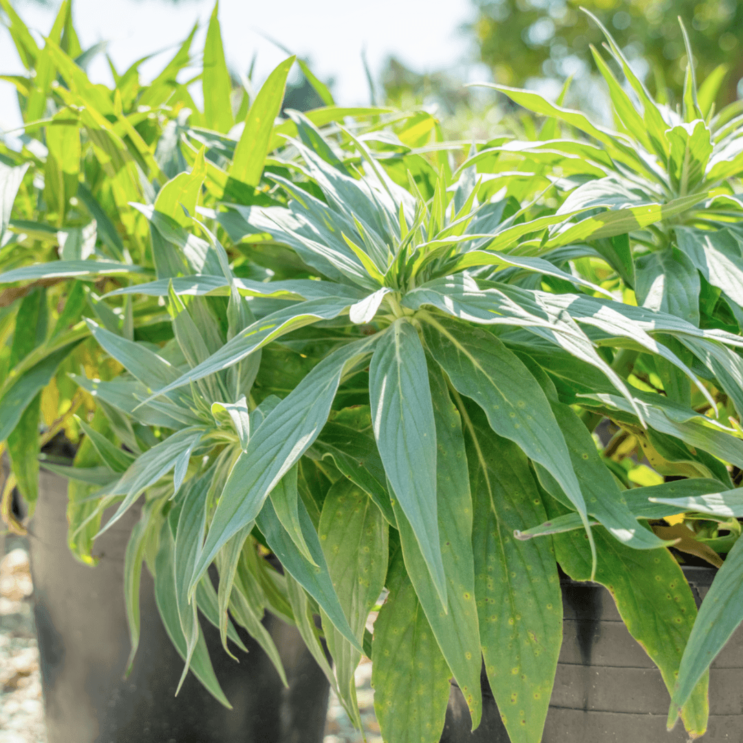 Dense Green Pride of Madeira Plant
