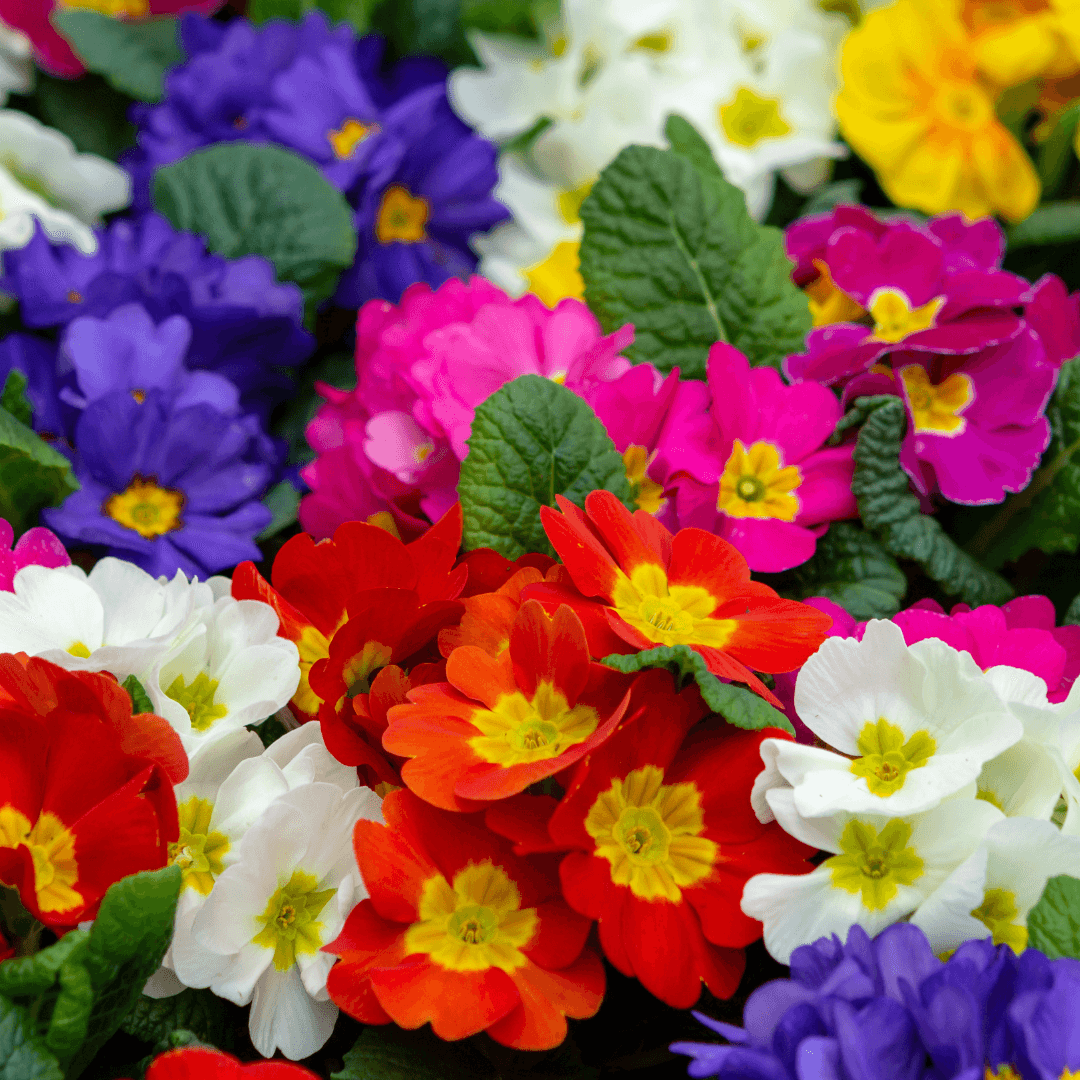 Beautiful Blooming Primrose Flowers Assorted