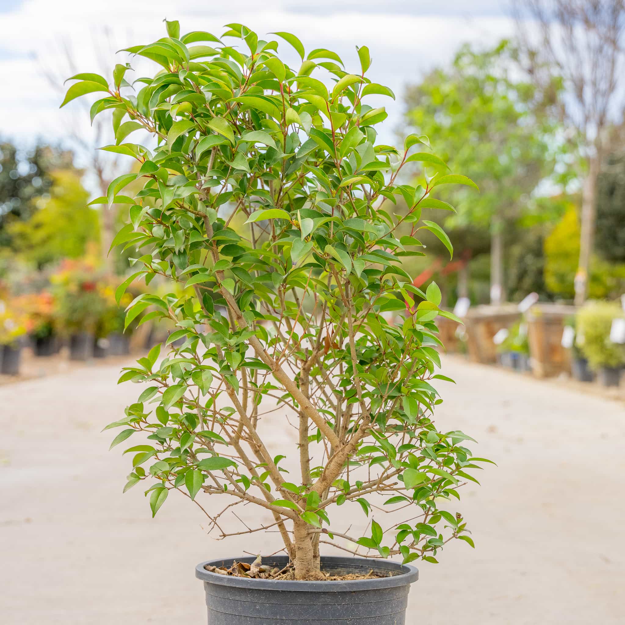 Japanese Privet