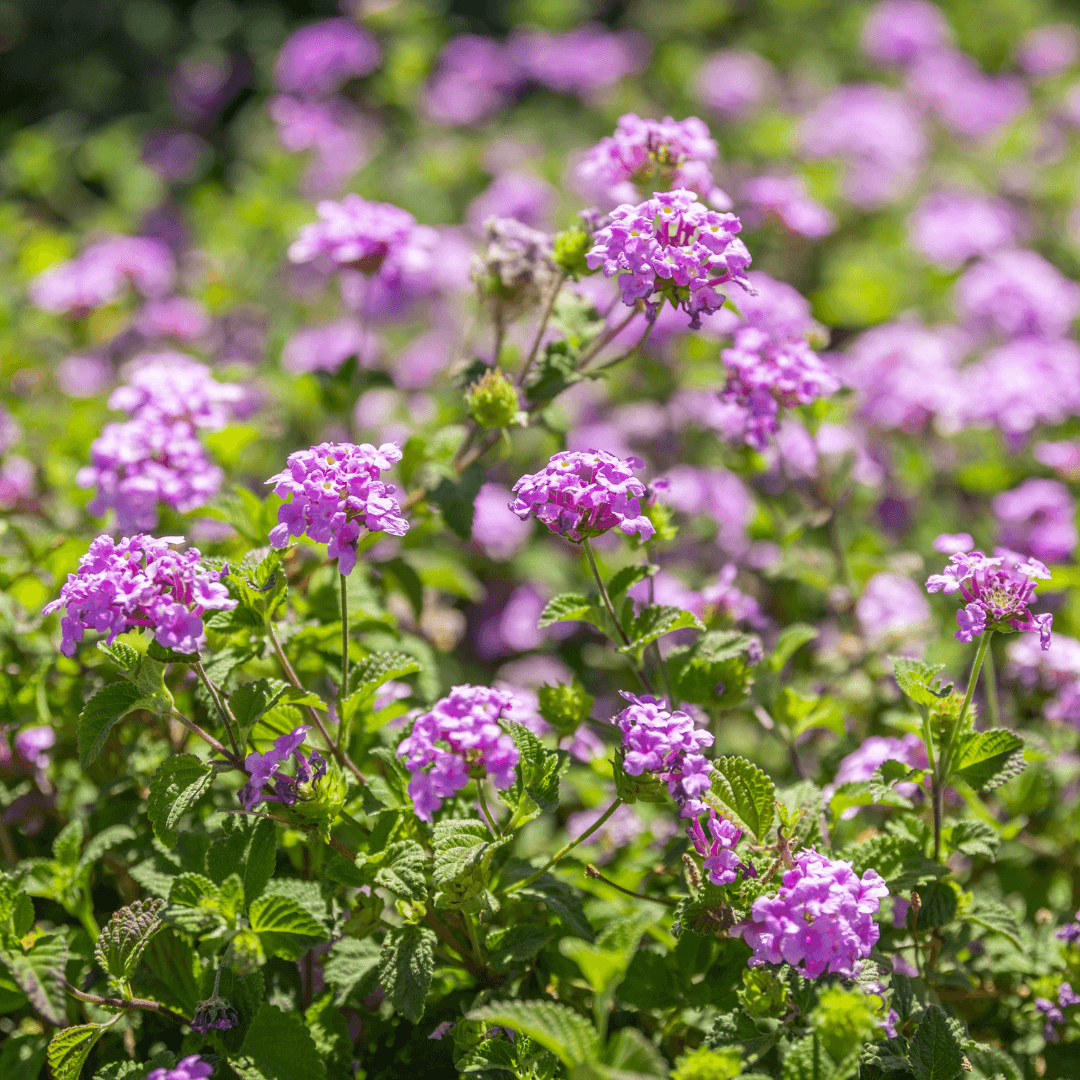 Purple Lantana Blooms