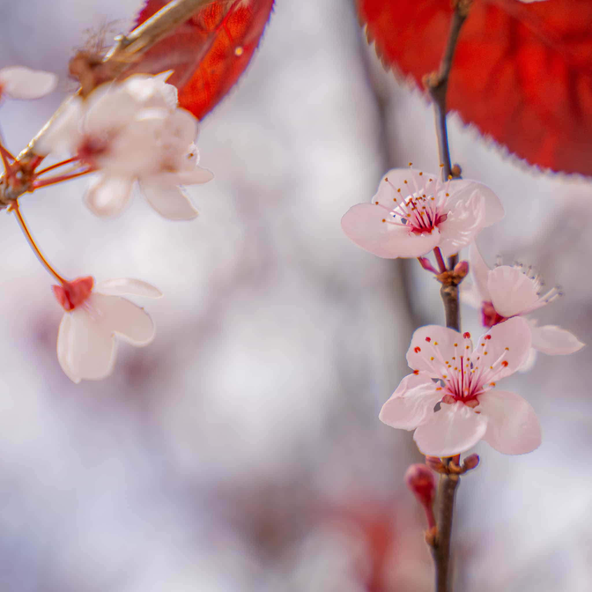 Purple Leaf Plum