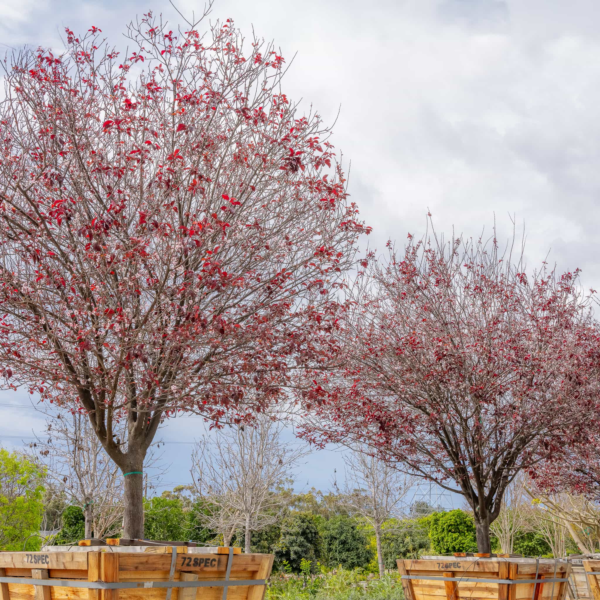 Purple Leaf Plum