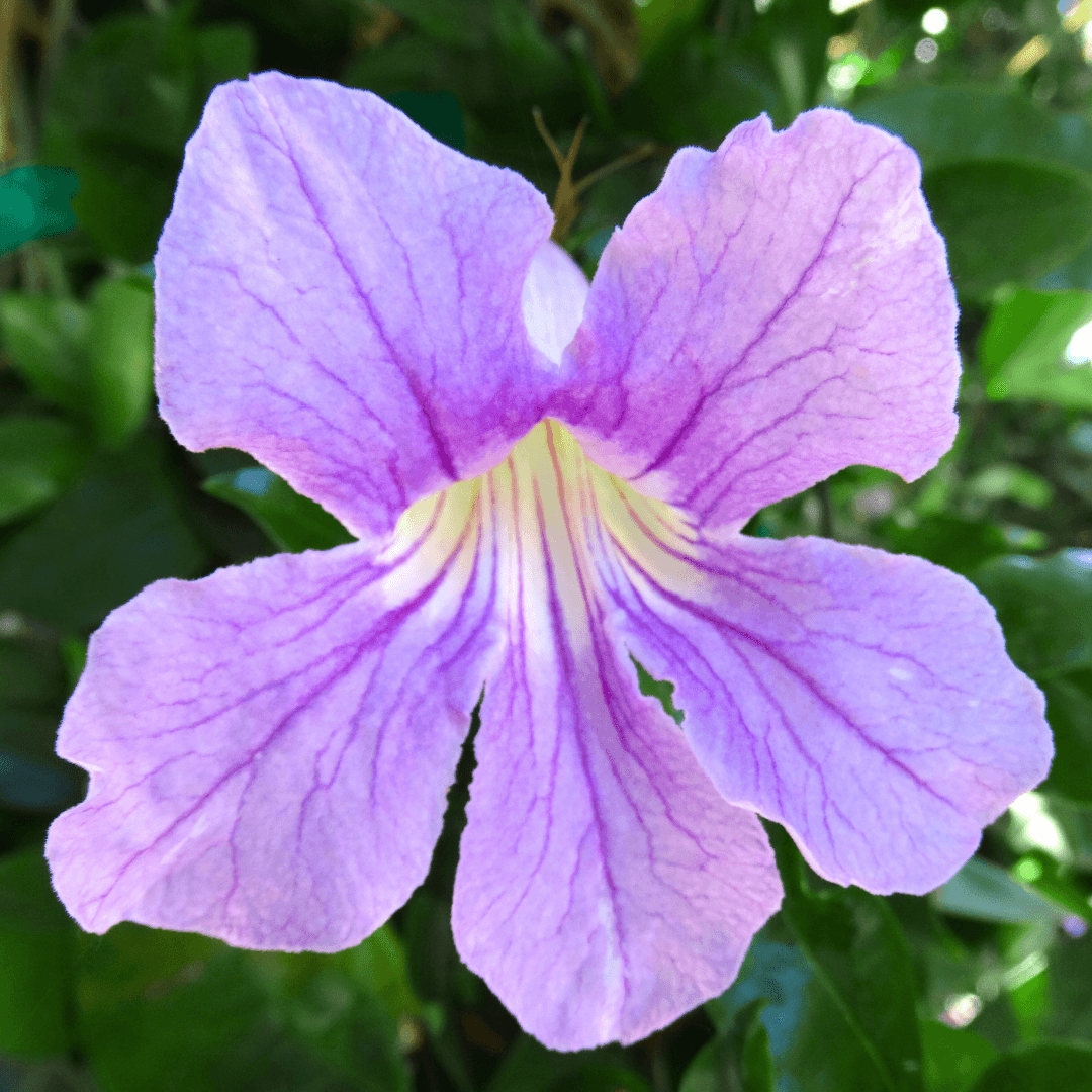 Purple Trumpet Flower