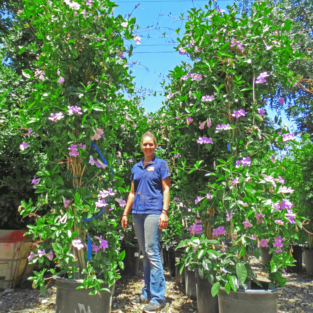 Purple Trumpet Vines