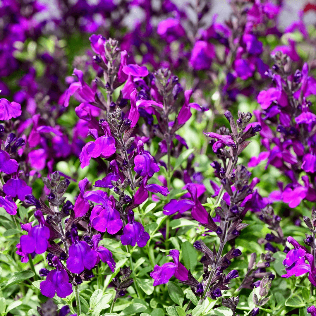 Close Up Photo of Purple Autumn Sage in Bloom with Vibrant Purple Flowers