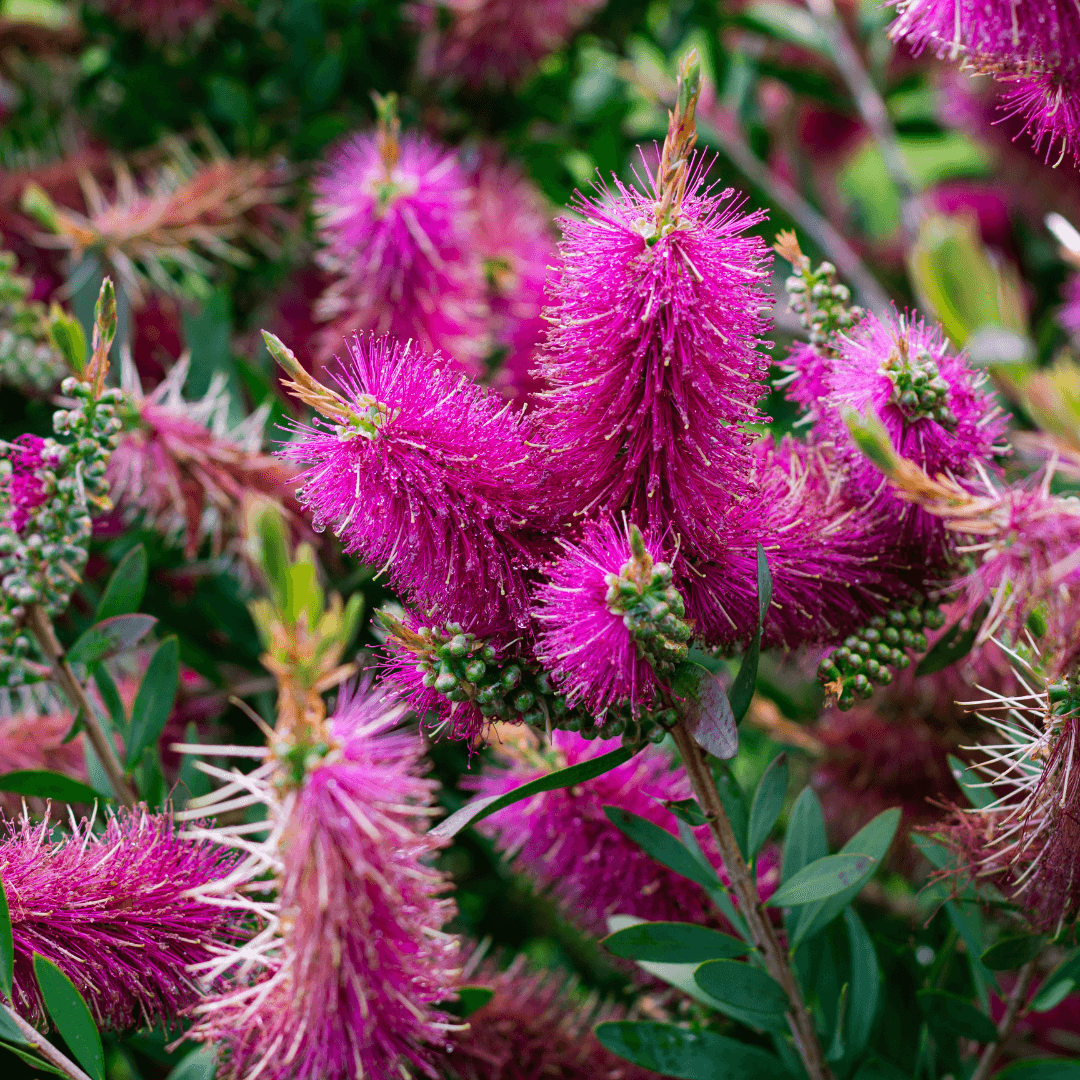 Beautiful Blooming Purple Bottle Brush