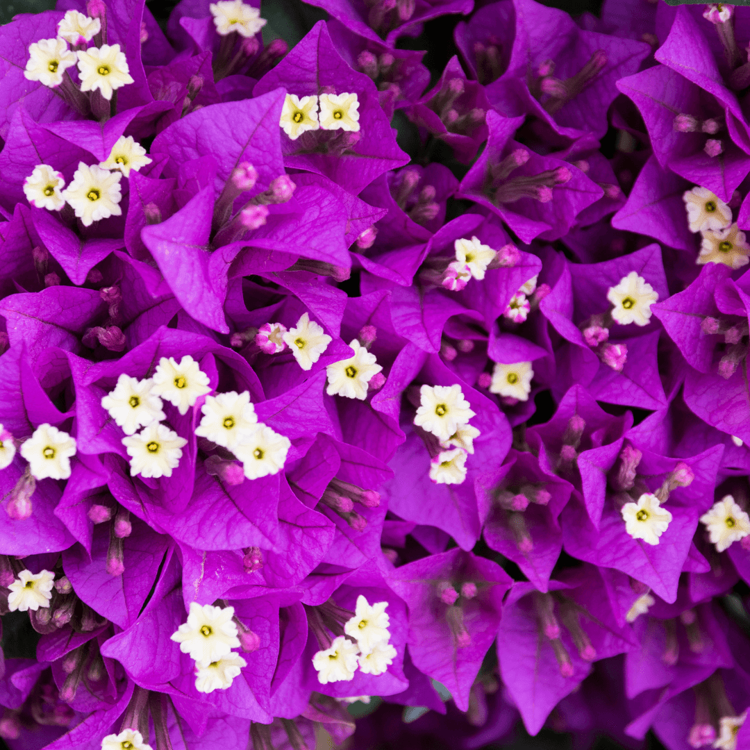 Close Up Photo of a Purple Bougainvillea Plant with Vibrant Purple Leaves and Beautiful White Flowers 