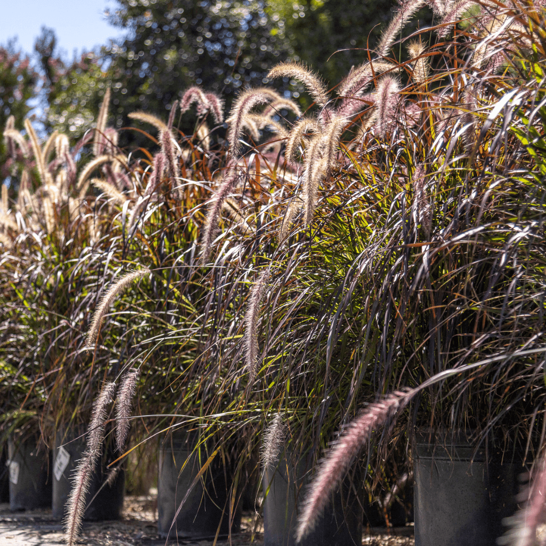 Lush Purple Fountain Grass Potted