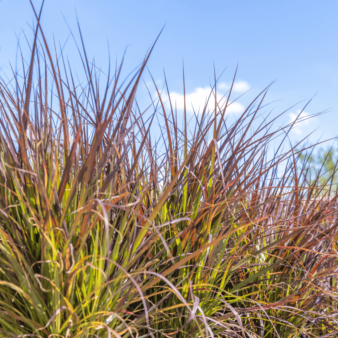 Lush Purple Fountain Grass Potted