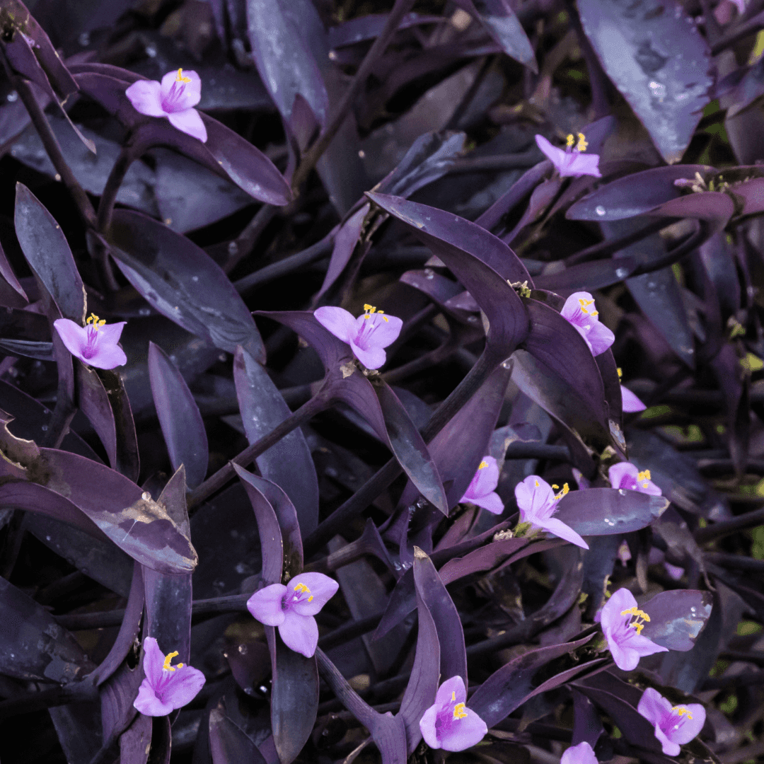 Beautiful Blooming Purple Heart Plant