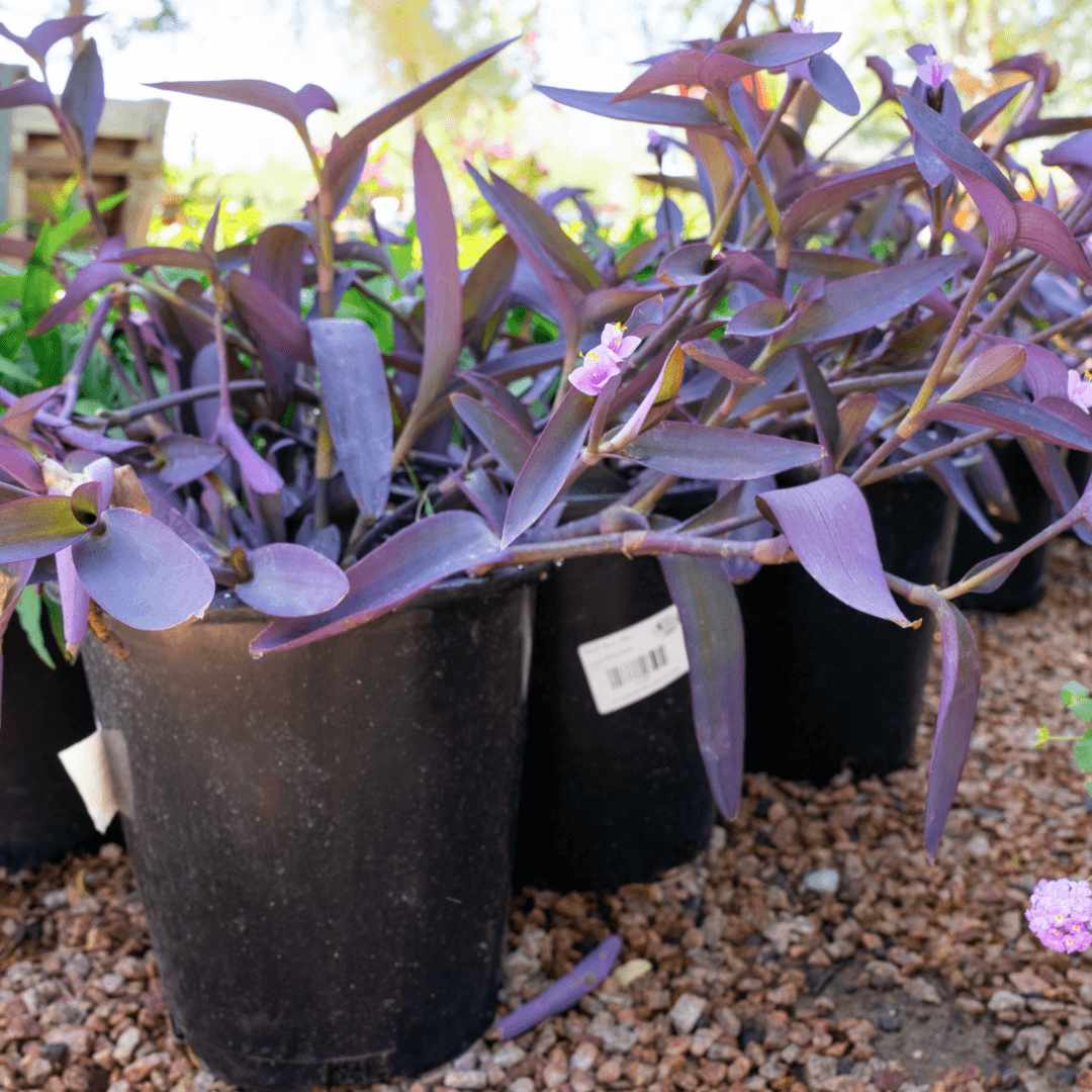 Beautiful Blooming Purple Heart Plant