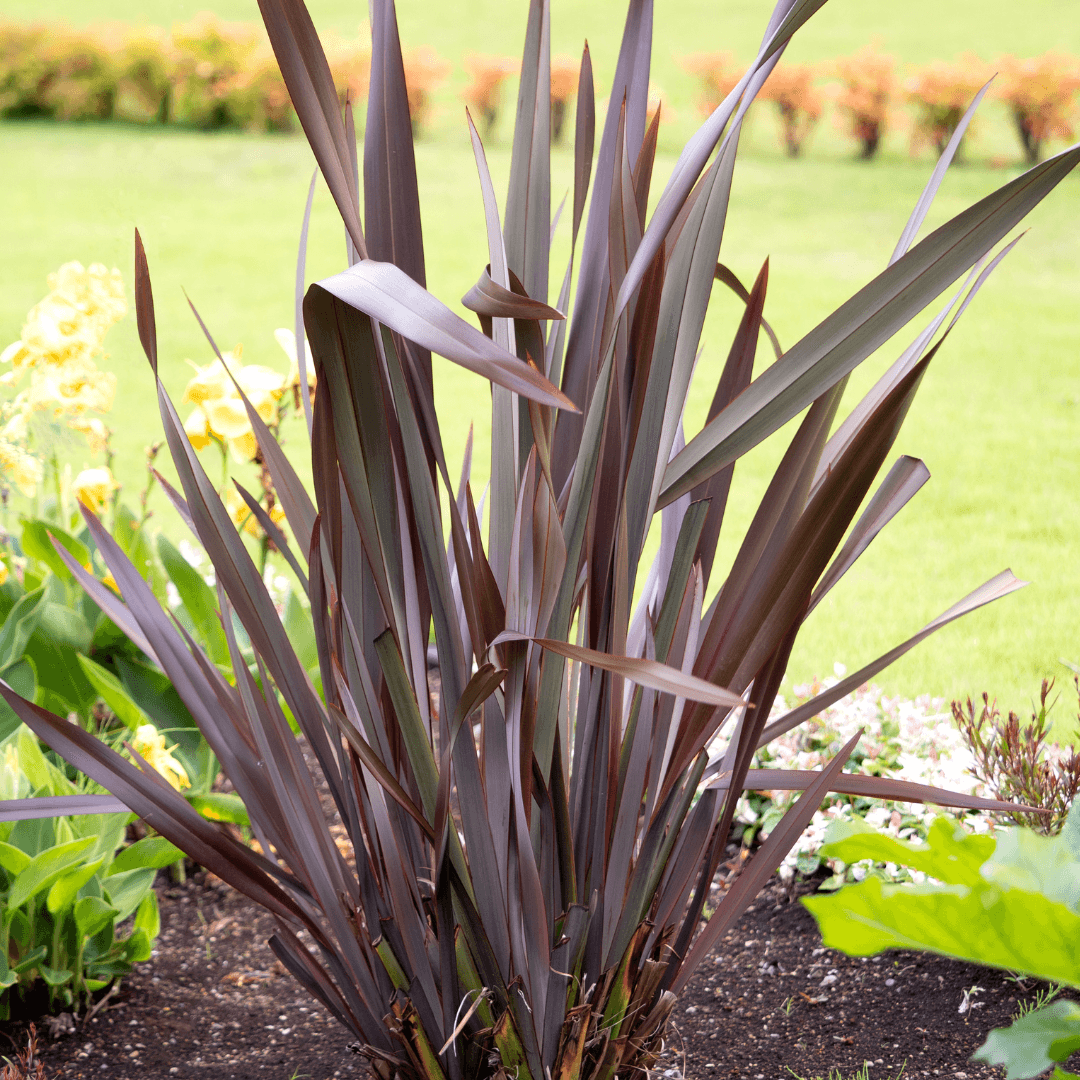 Mature And Vibrant Purple New Zealand Flax Planted in Yard 