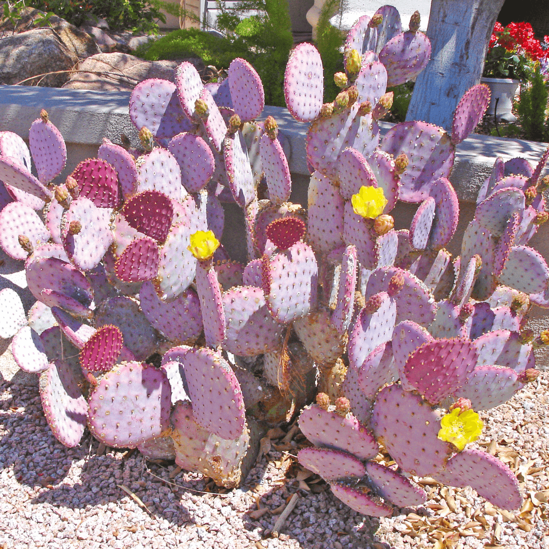 Beautiful Blooming Prickly Pear Cactus 
