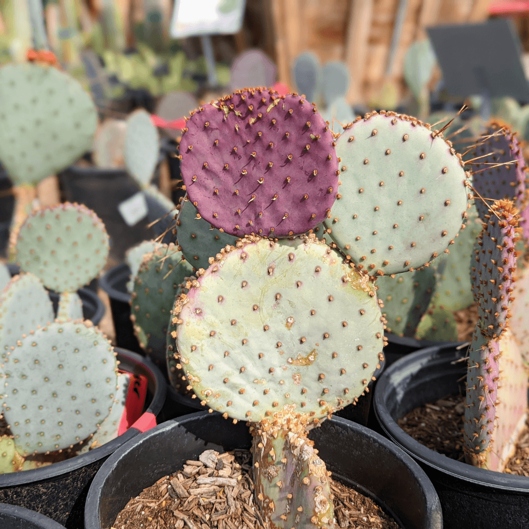 Colorful Purple Prickly Pear Potted