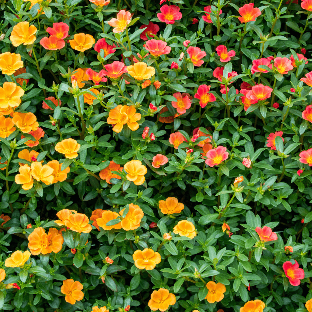 Beautiful Blooming Purslane Flowers