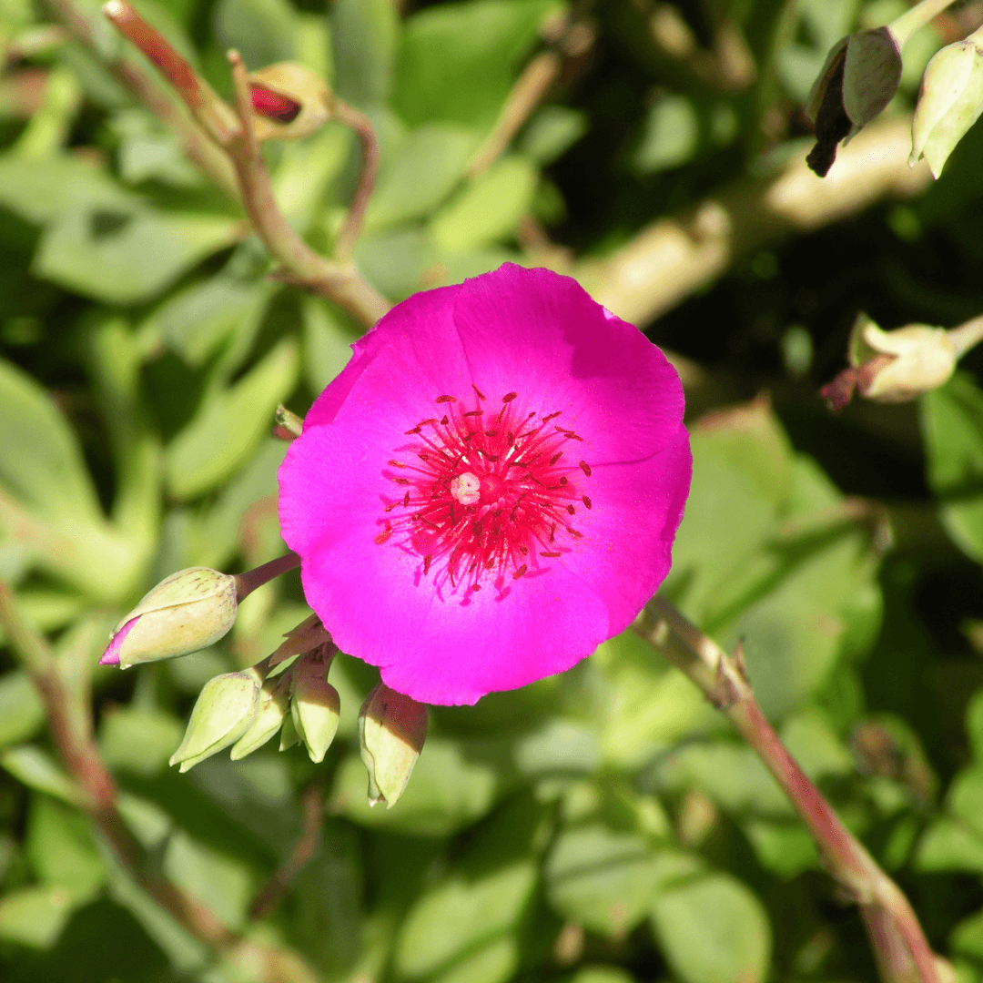 Beautiful Blooming Purslane Rock Plant
