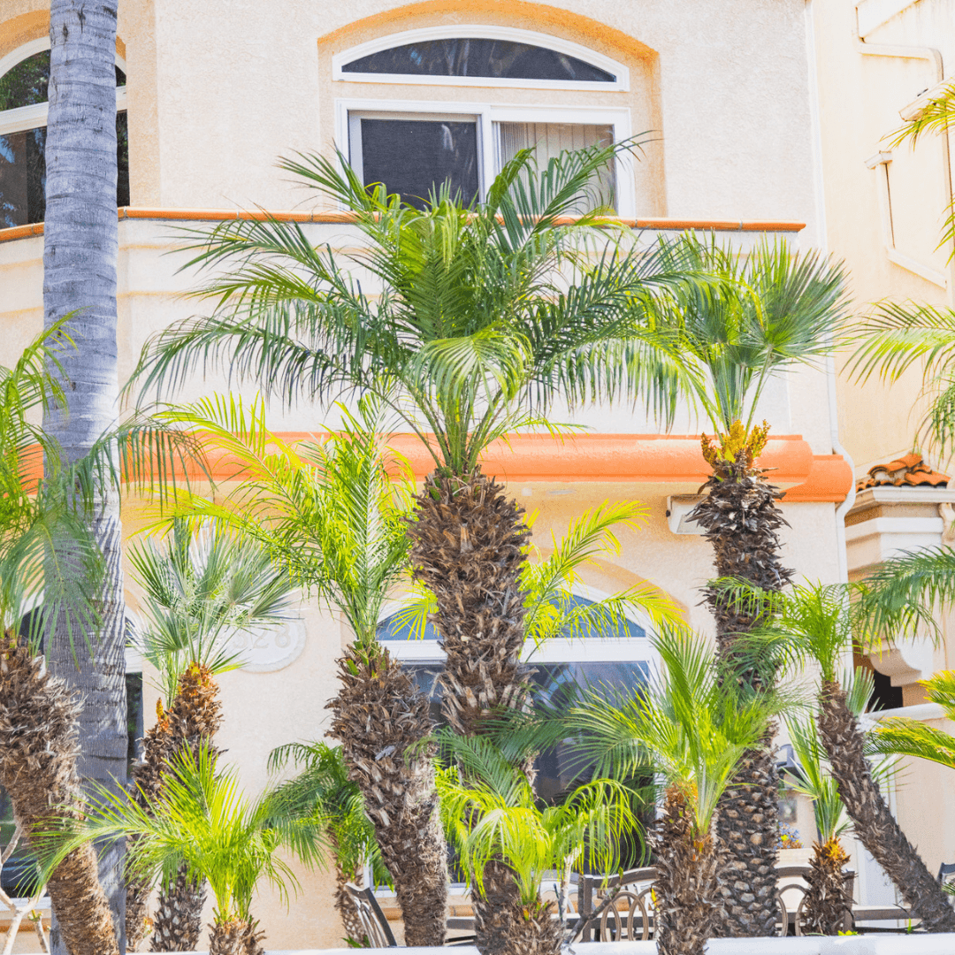 Pygmy Date Palm Crowns
