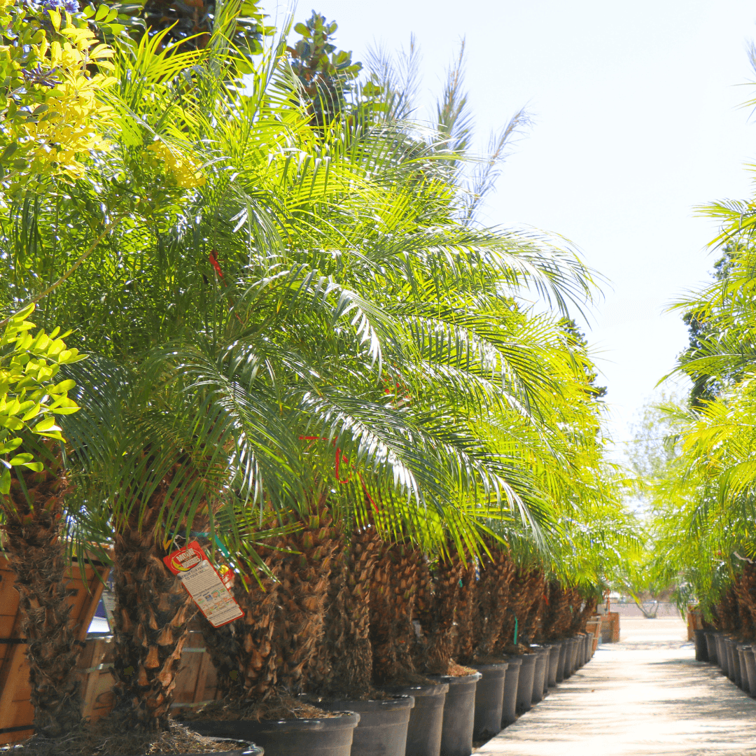 Pygmy Date Palm Row