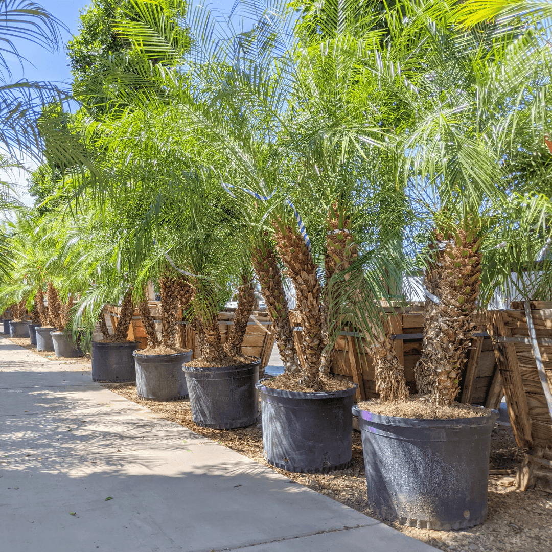 Pygmy Date Palm Trees