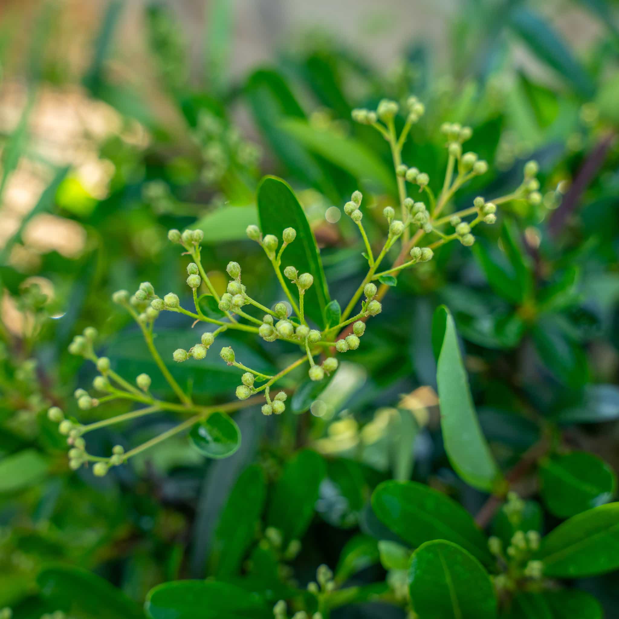 Pyracantha