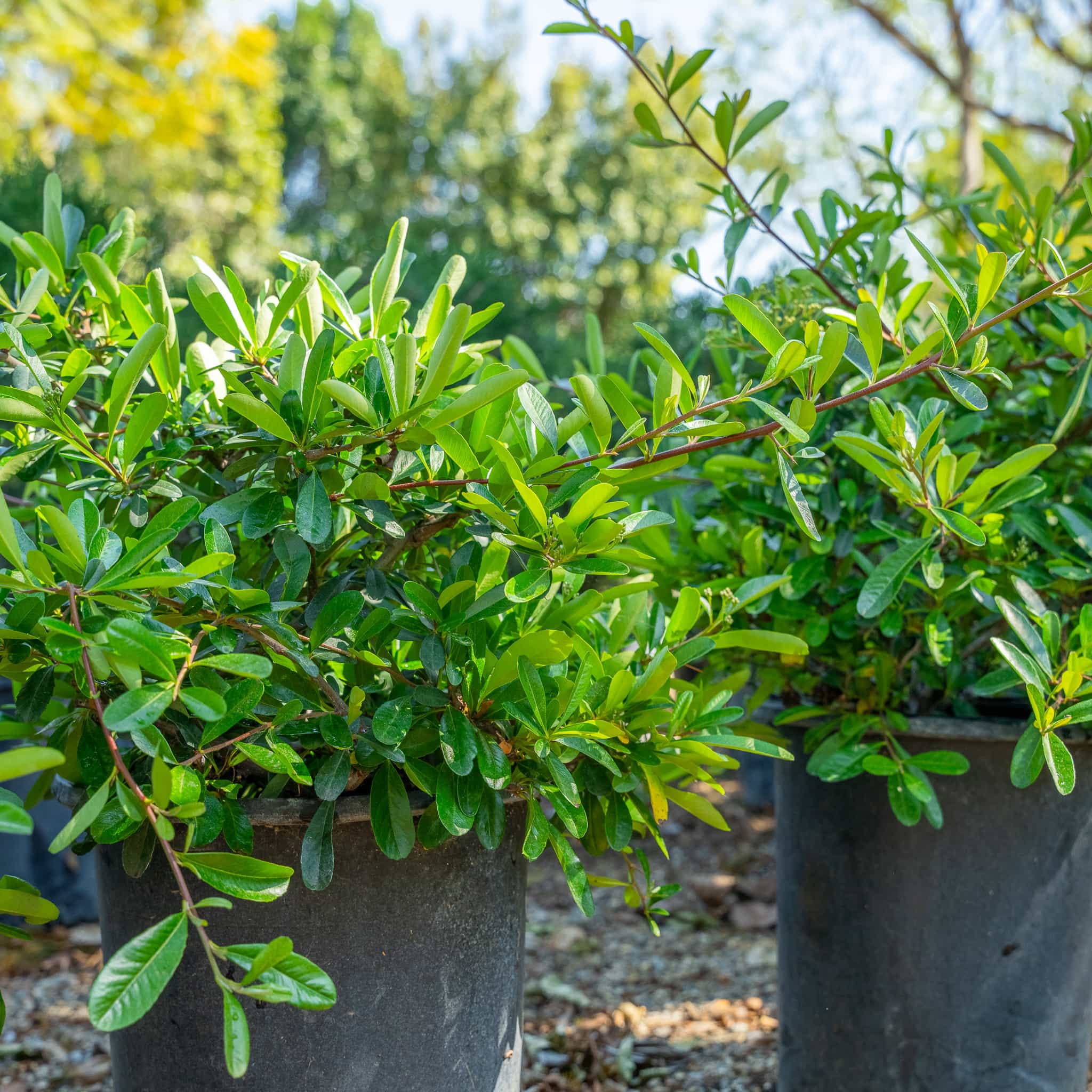 Pyracantha