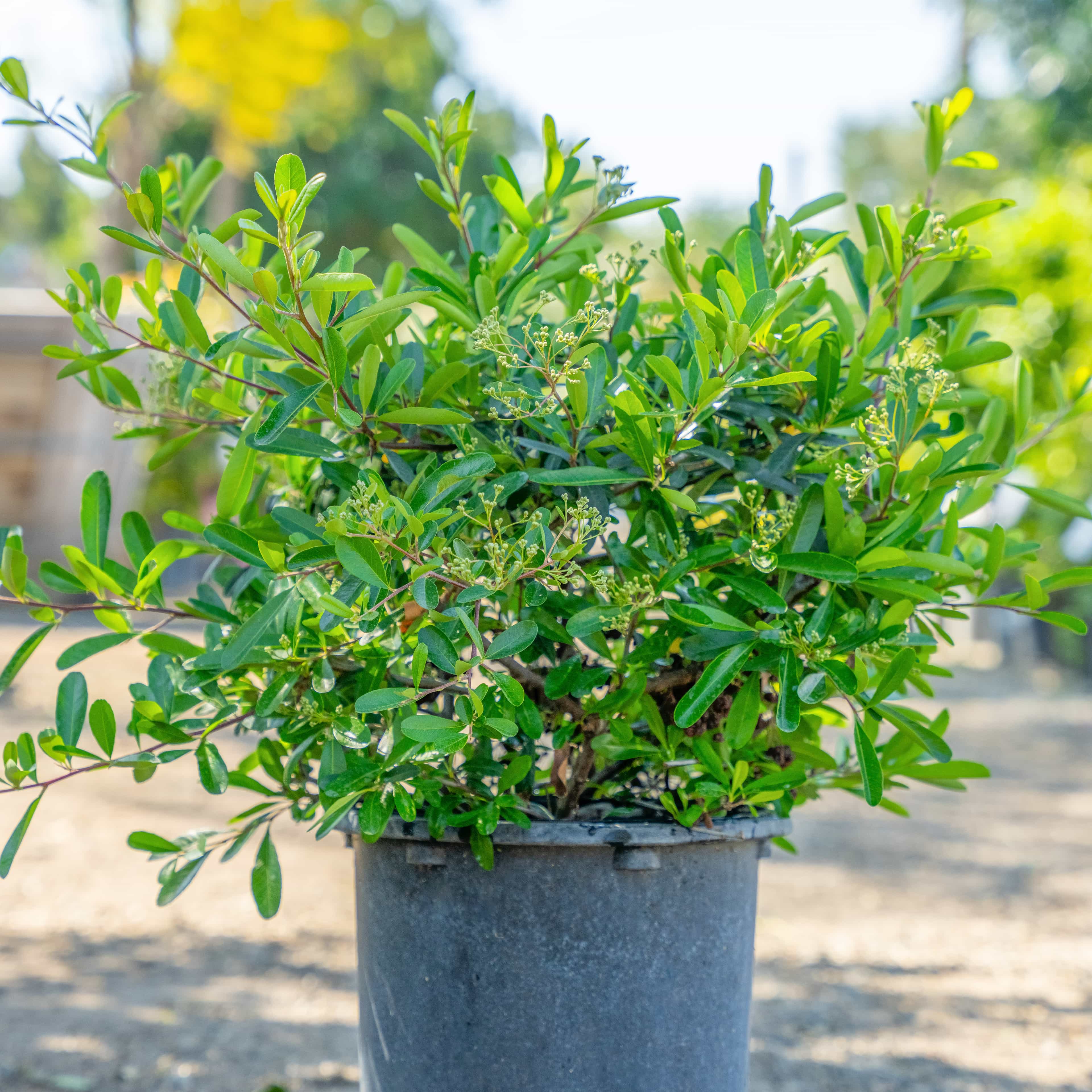 Pyracantha