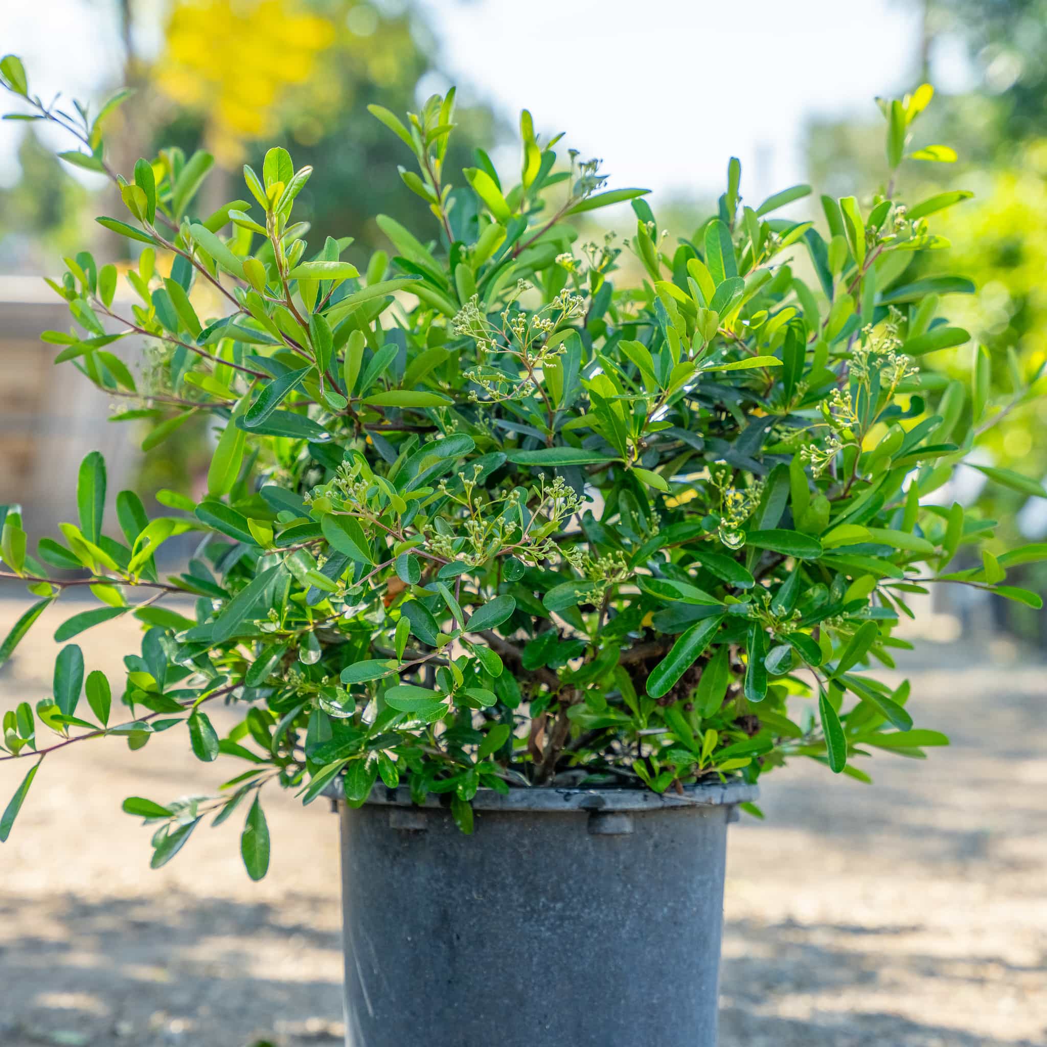 Pyracantha