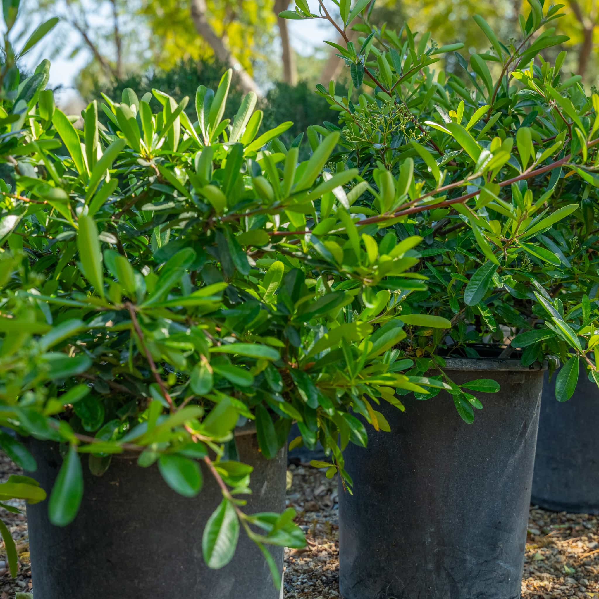 Pyracantha