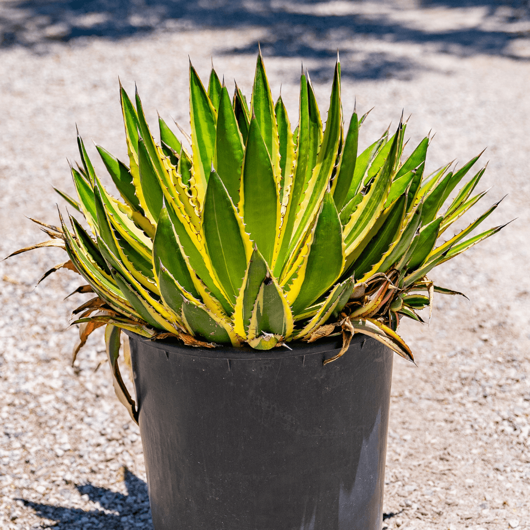 Beautiful Dense Quadricolor Agave