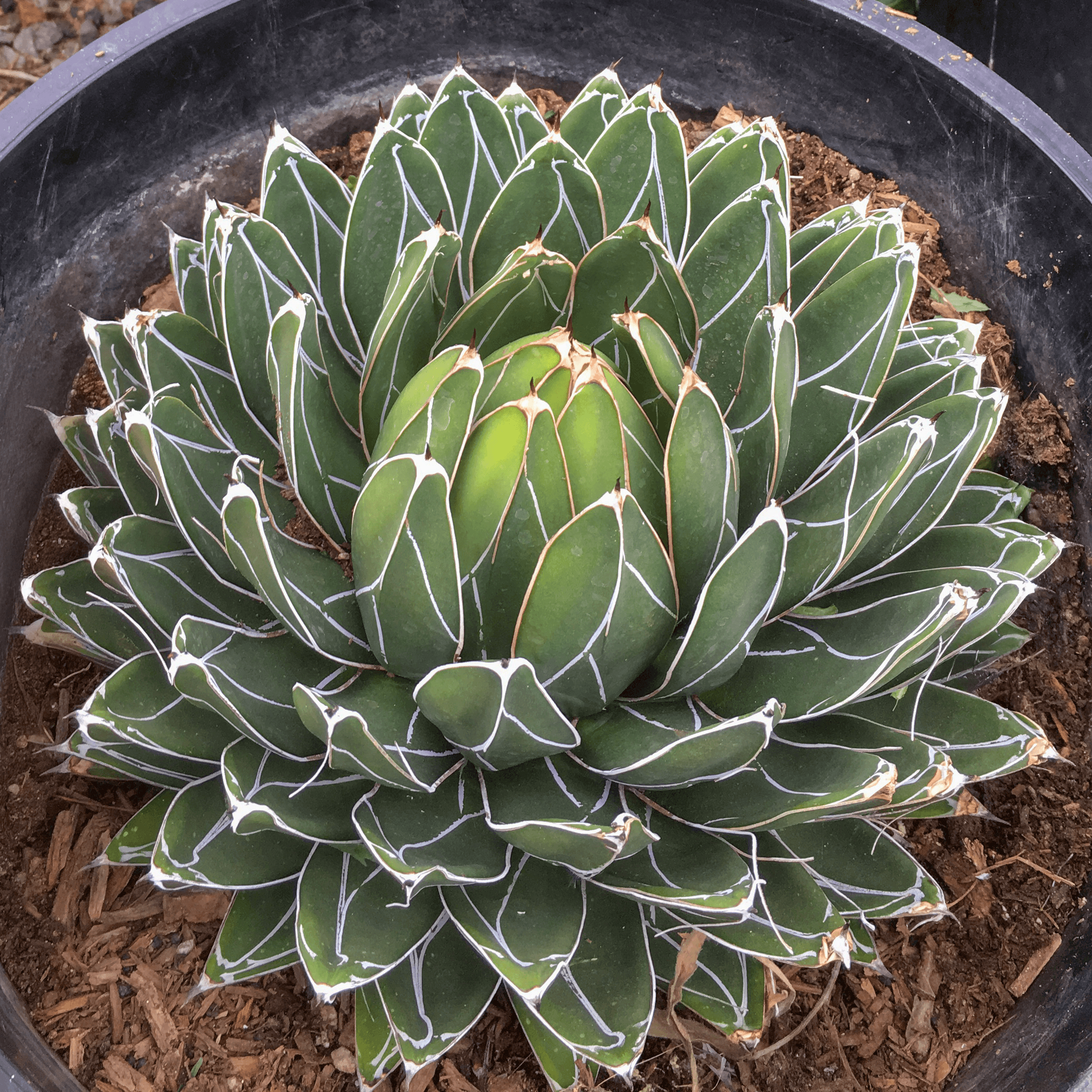 Queen Victoria Agave