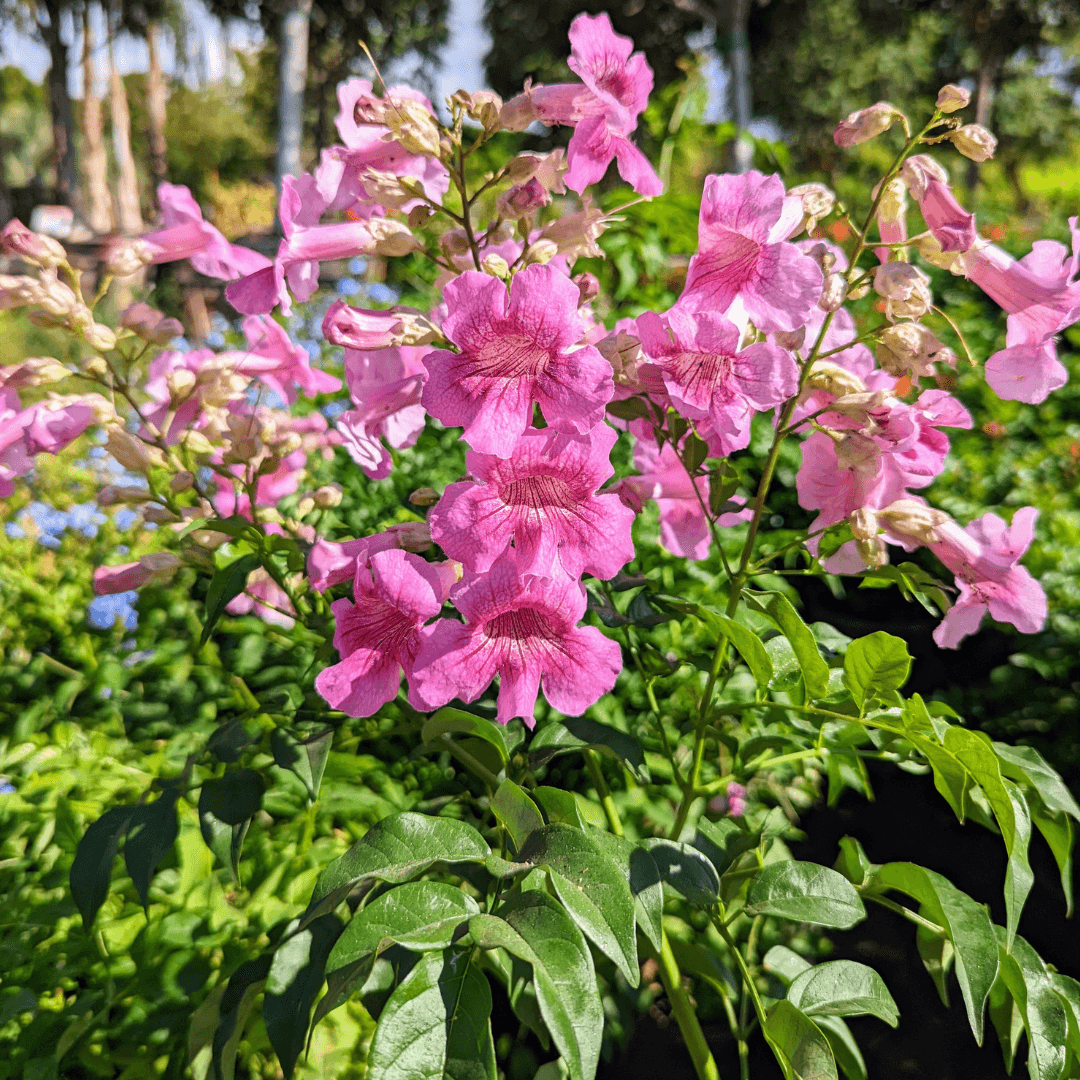 Close up Photo of a Queen Of Sheba Vine Flower with Vibrant Pink Color
