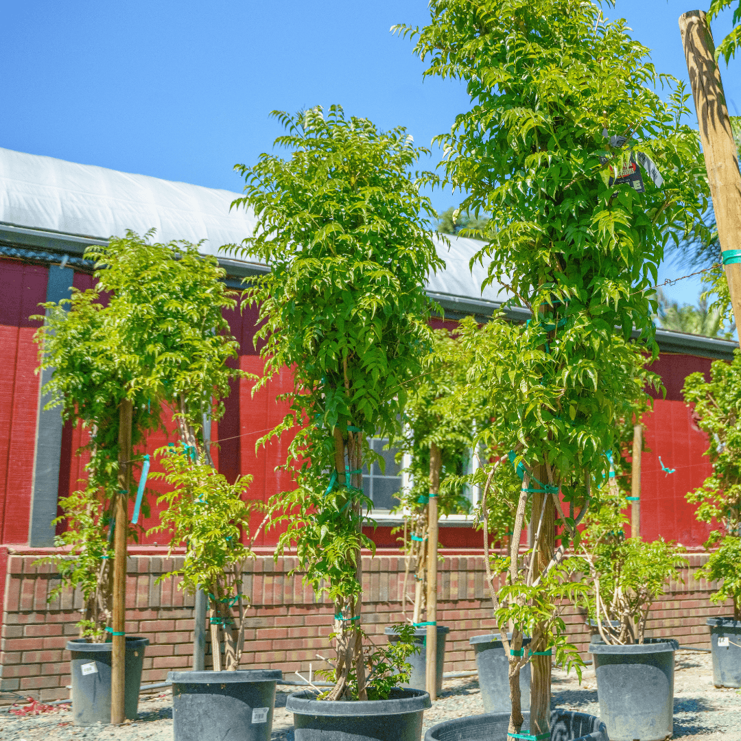Row of Multiple Queen of Sheba Vines in Nursery Aisle 