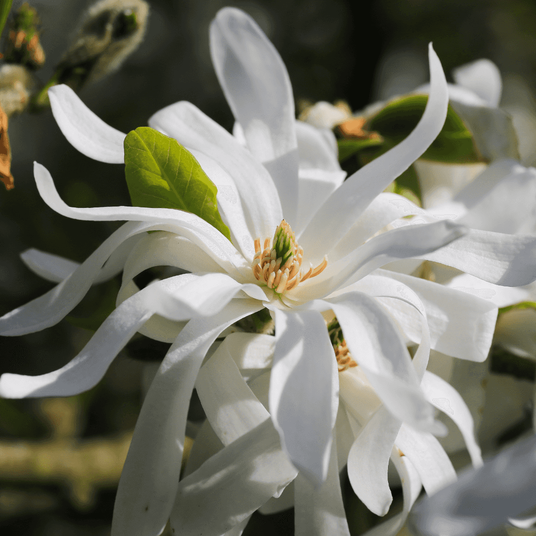 Beautiful Blooming Royal Star Magnolia Tree with White Flowers