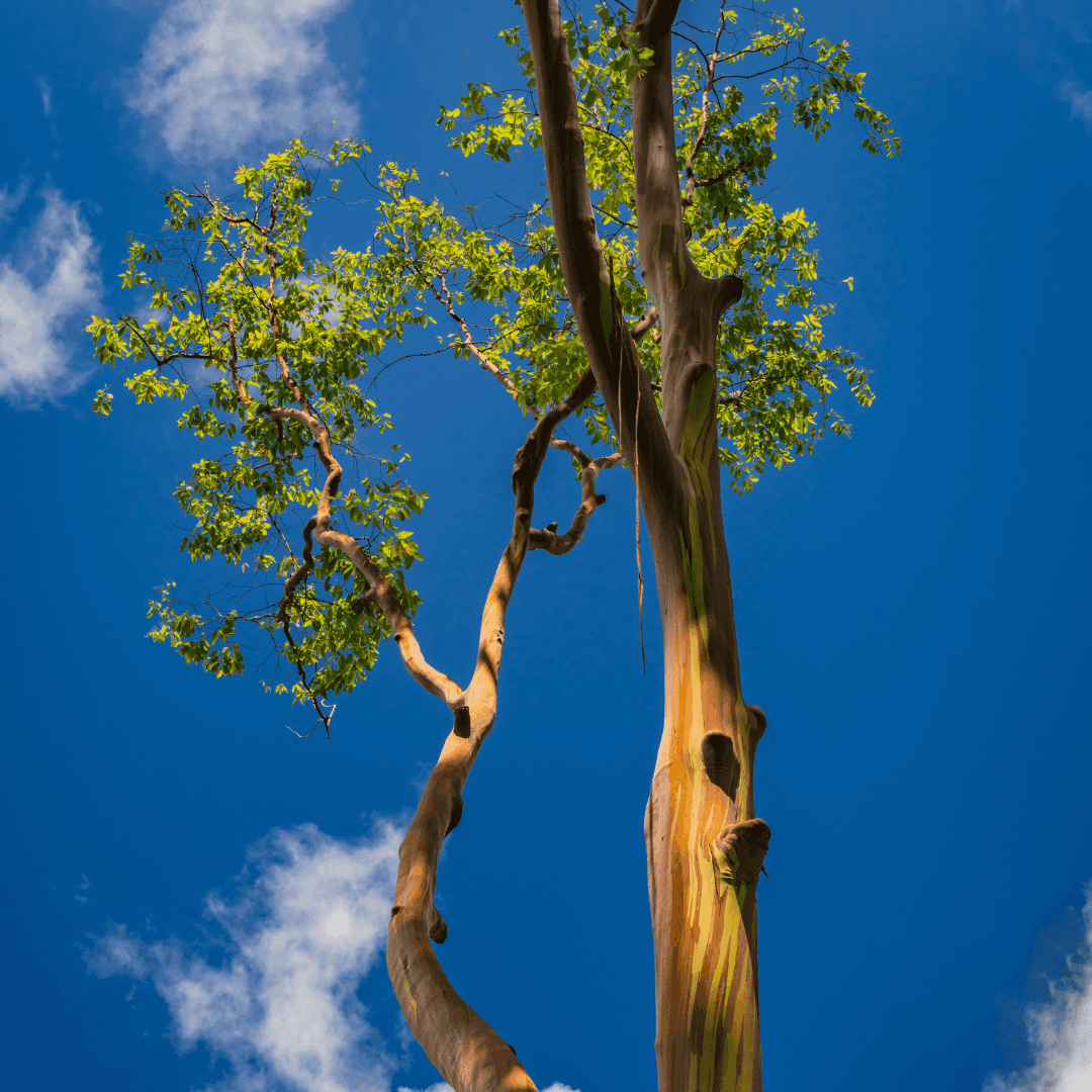Beautiful Rainbow Eucalyptus