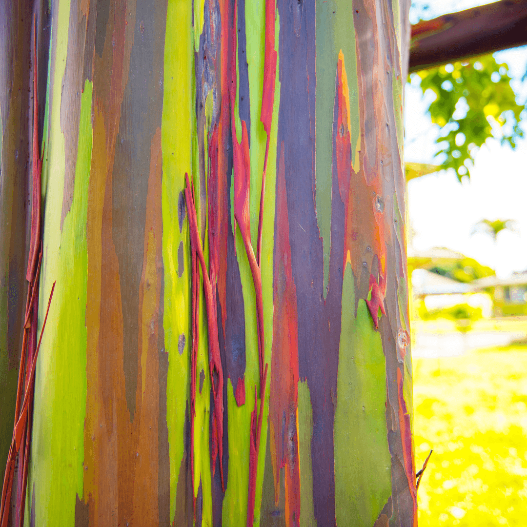 Beautiful Rainbow Eucalyptus