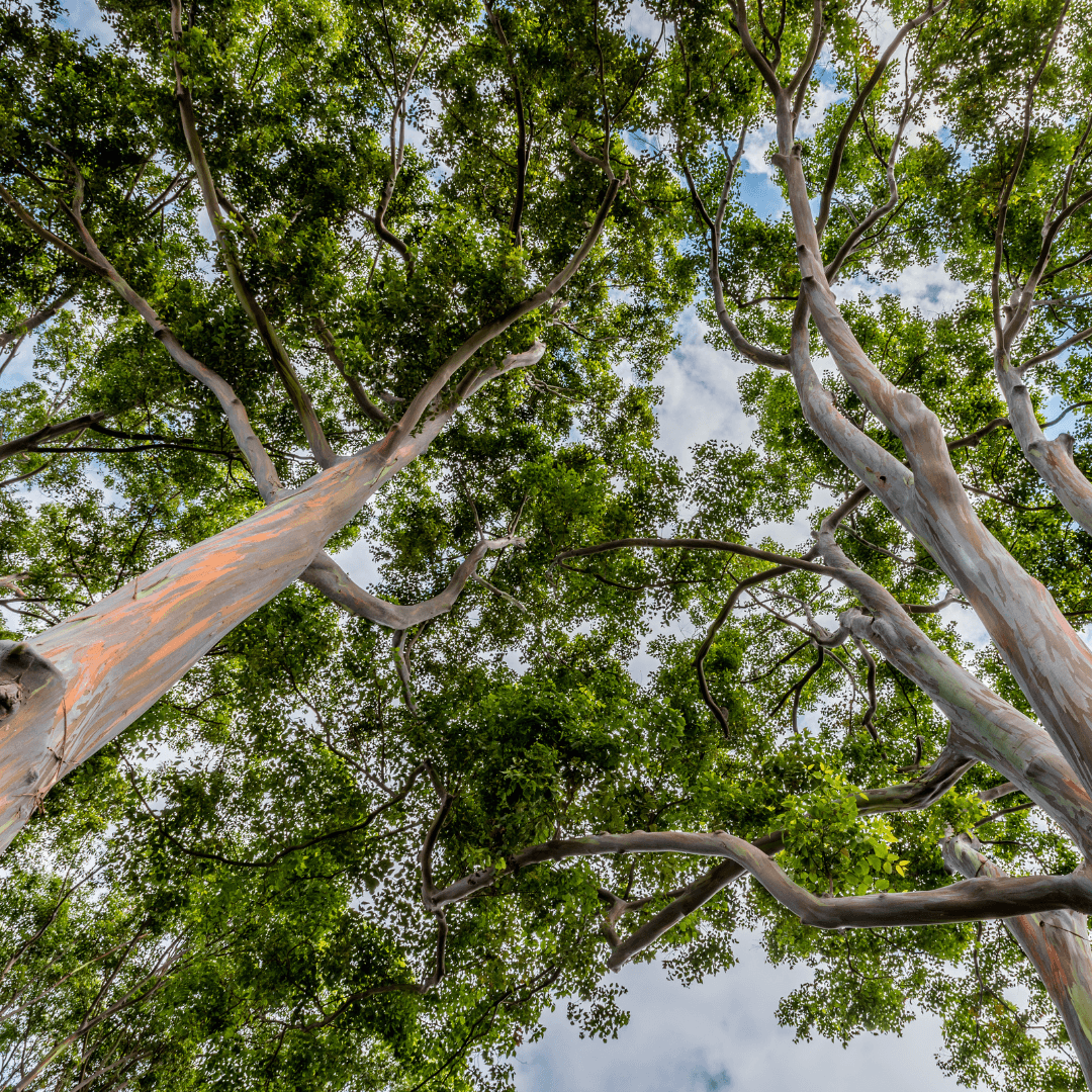 Beautiful Rainbow Eucalyptus Trees Full Grown With Colorful Trunk Colors