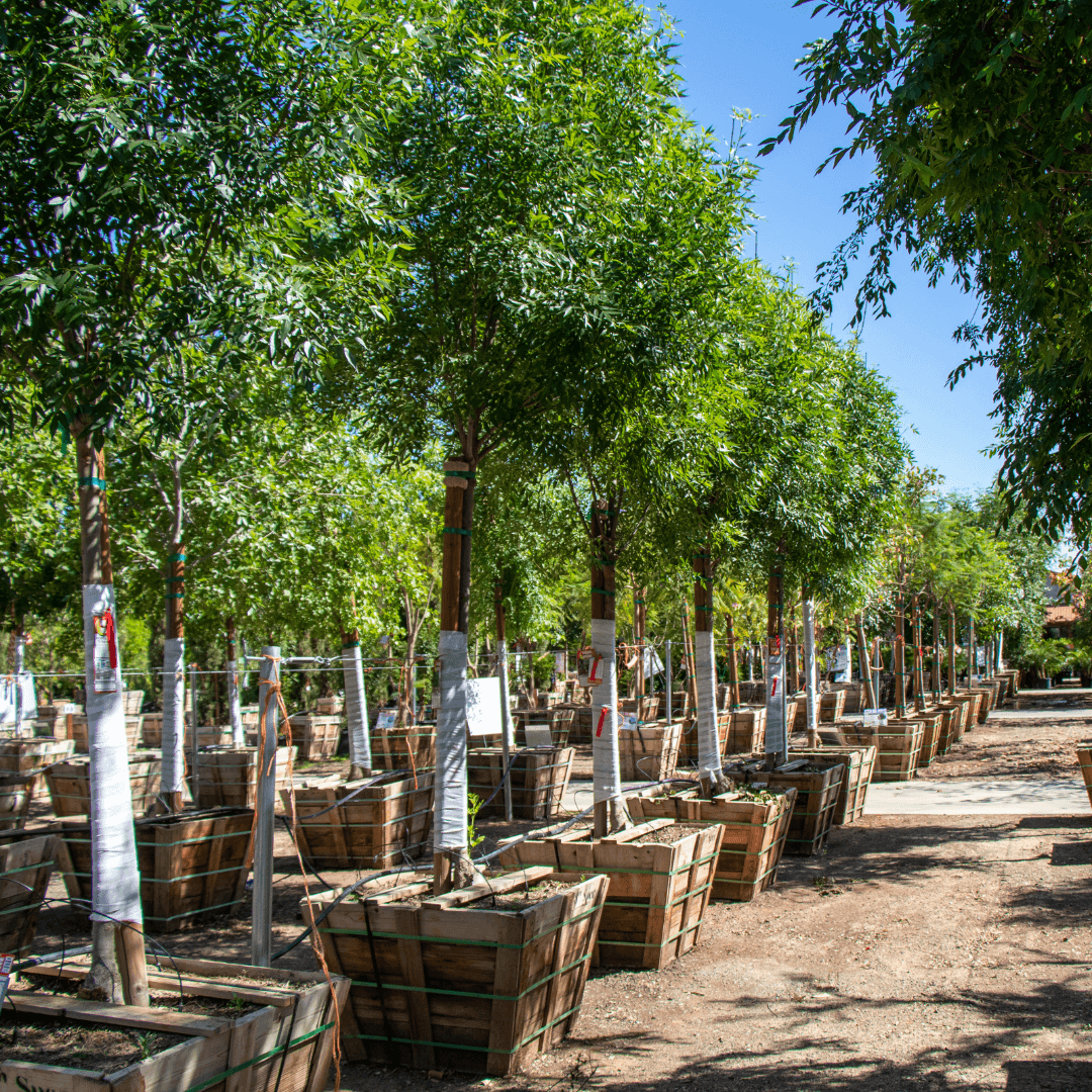 Raywood Ash Trees