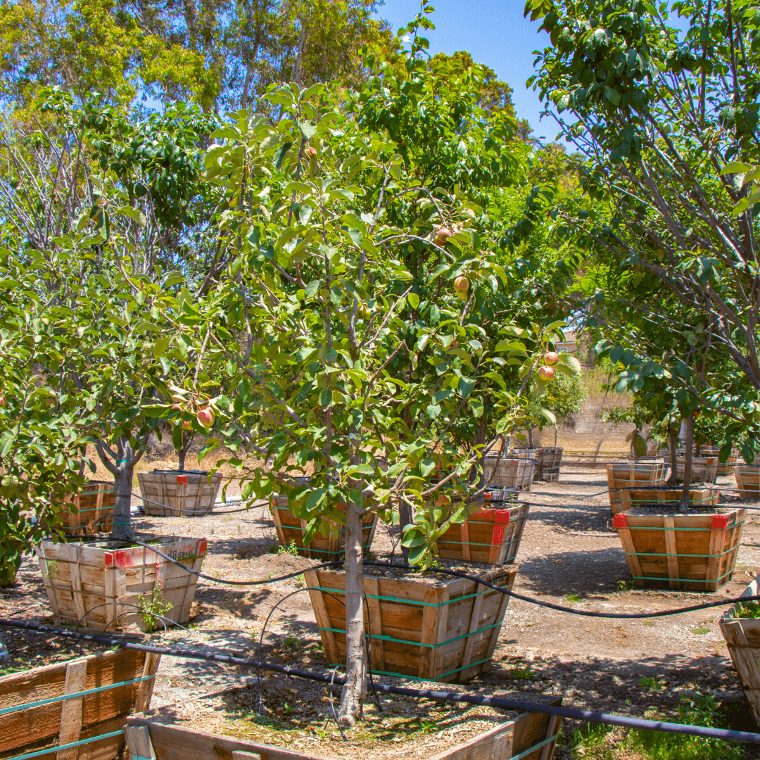 Red Delicious Apple Tree