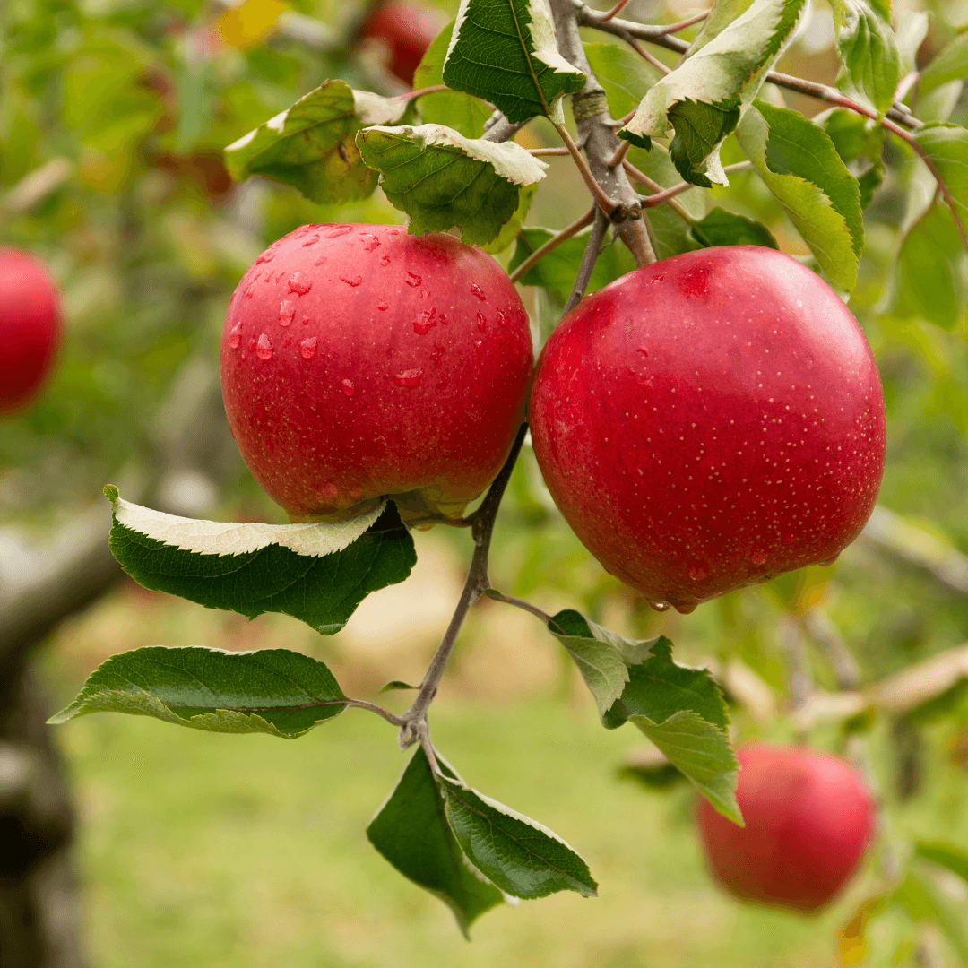 Red Delicious Apples On Tree