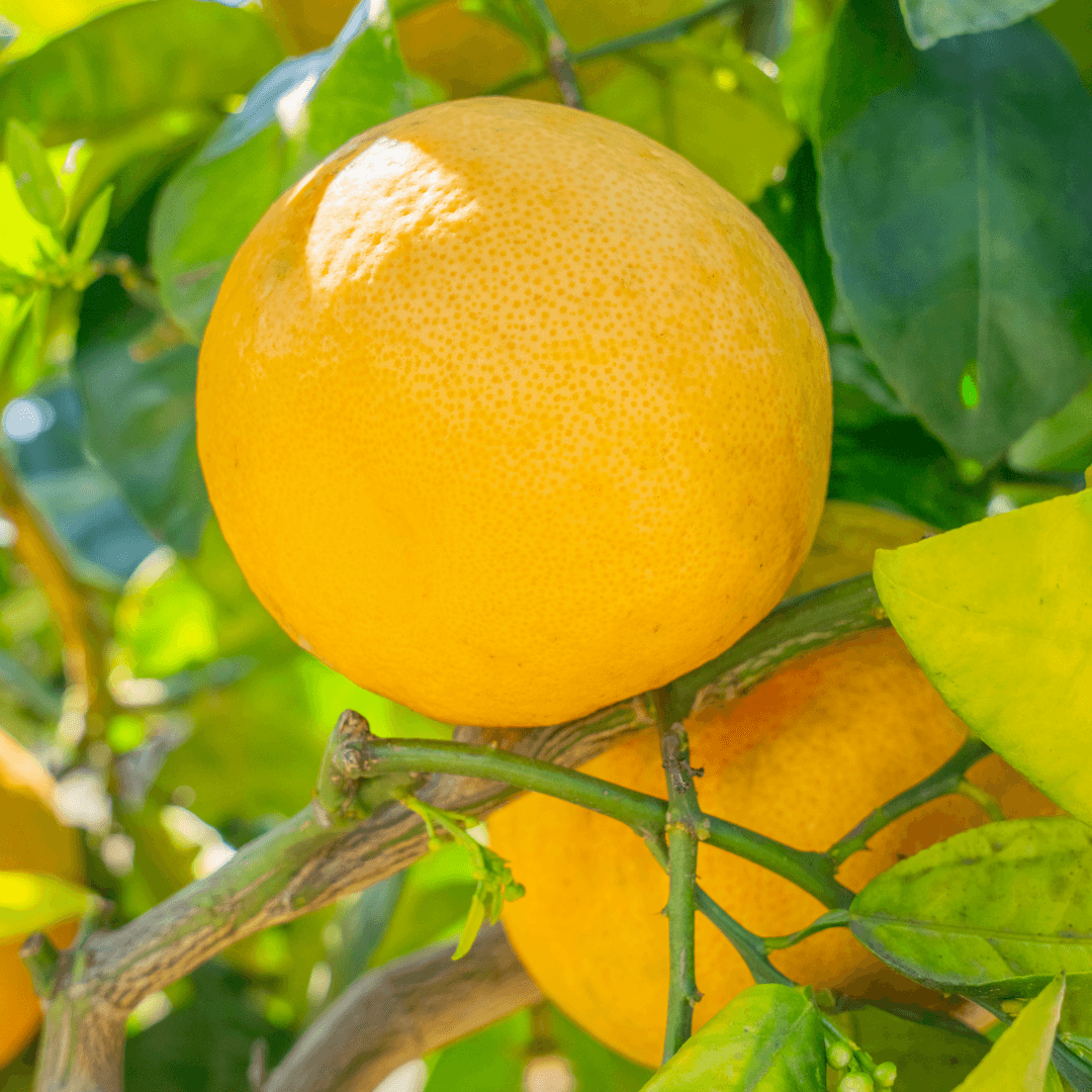 Red Grapefruit On Tree