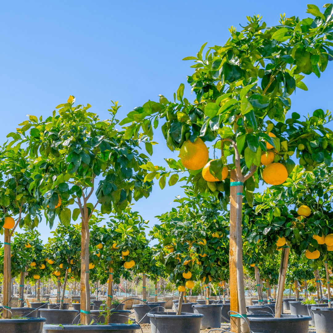 Red Grapefruit Trees