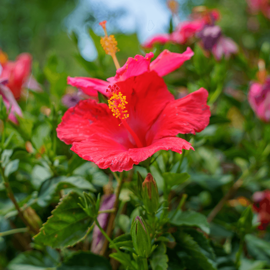 Hibiscus Bloom