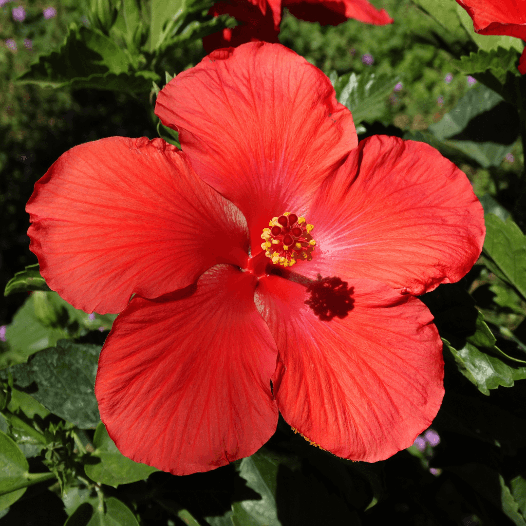 Red Hibiscus Flowers